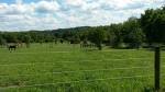 1774-Allfields.jpeg