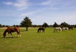 2329-Alltheboyslawnmowing2204253.jpg