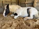 2329-Lilynappingintheshed.jpg