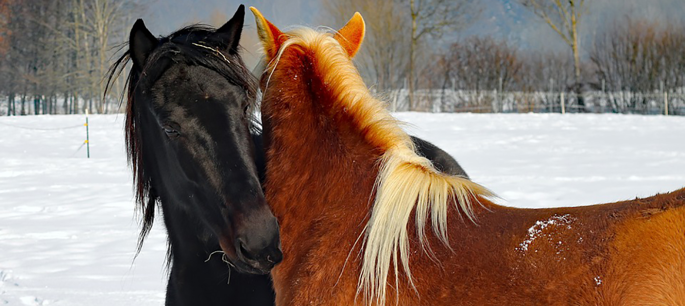 Horses Hugging