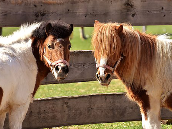 EQUUS Foundation Pony Pals