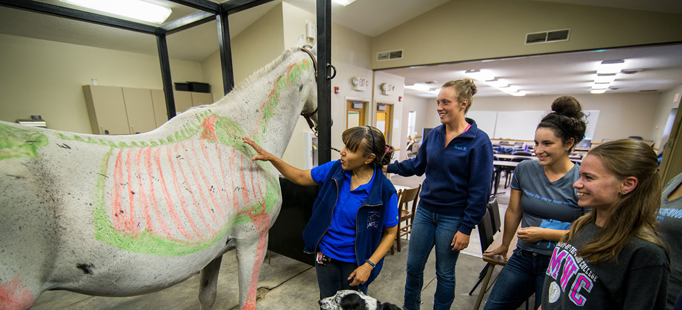 Equine Studies