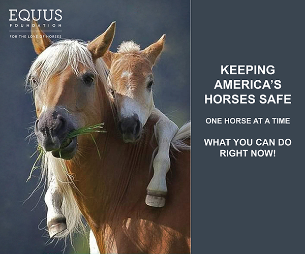 Keeping America's Horses Safe - One Horse At A Time! 