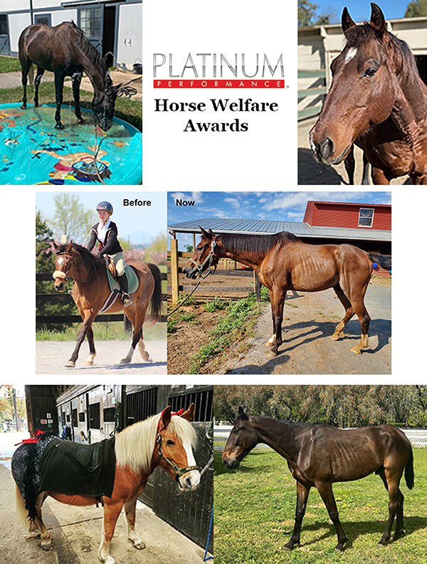51 Horses Receive 2022 Platinum Performance Horse Welfare Awards