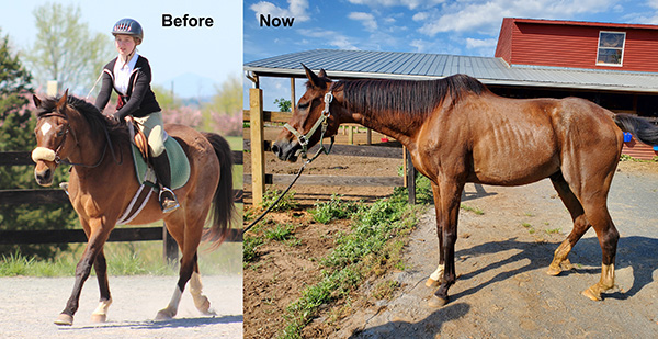 Platinum Performance Horse Welfare Award