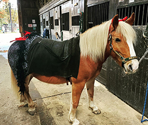 Platinum Performance Horse Welfare Award