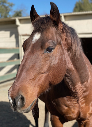Platinum Performance Horse Welfare Award