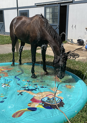 Platinum Performance Horse Welfare Award