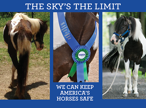 Help Keep America's Horses Safe